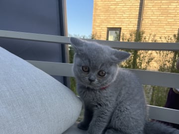 Brittiskt korthår · Beder-Malling · Serine BlueCats