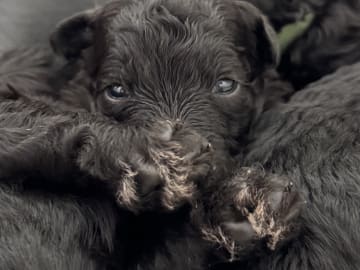 Pumi · Halmstad · Skallabackens kennel