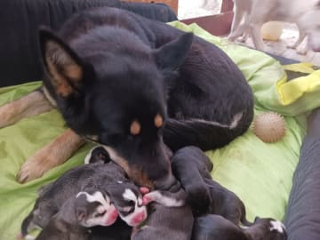 Sibirian husky- Schäfer · Sollefteå · Kenneth J.