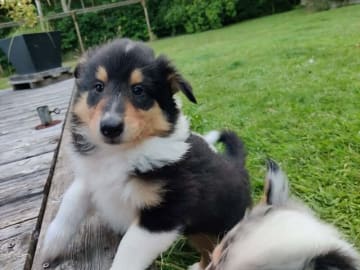 Collie · Give · Ladias Dream Collies