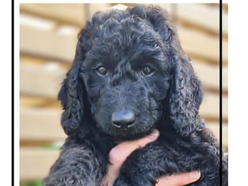 Smith Labradoodles