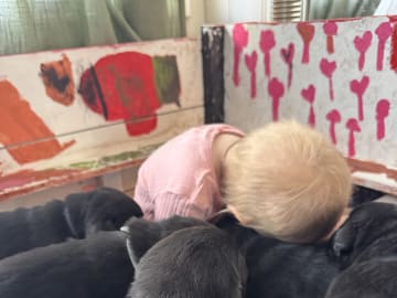 Labrador retriever · Rakkestad · Nina F.