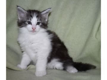 Norwegian Forest · Edsvalla · S*Pysida's
