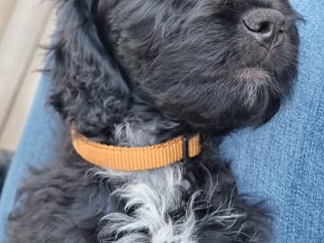 Cockerpoo · Staffanstorp · Hanna M.