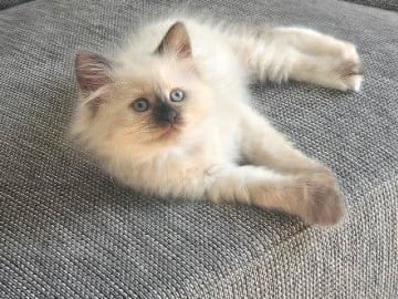 Sibirisk katt · Fengersfors · SE*Knarren's