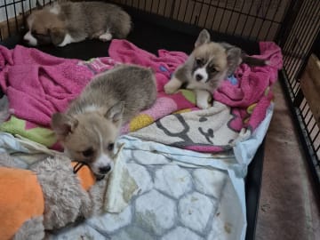 Welsh Corgi Pembroke · Kløfta · Hege Hofstad Jacobowitz