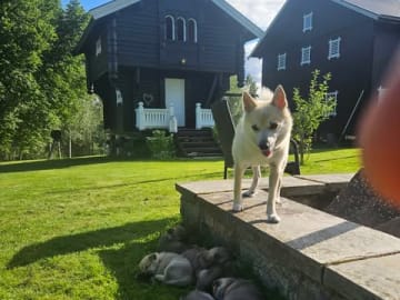 Norwegian Buhund · Bøn · Rolf Terje Nyen