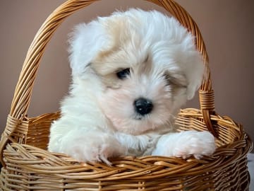 Coton de Tulear · Øvre Ervik · Nina Elisabeth Norill