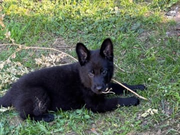 Tysk Schäferhund · Listerby · Kennel Snibor Anzi