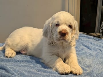 Clumber spaniel · Hedemora · Flamris