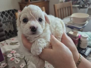 Bichon frisé · Malmö · White vision's kennel