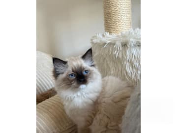 Ragdoll · Hörby · SE*Pillow Cats