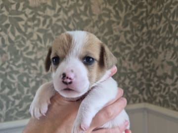 Jack Russell Terrier · Hudiksvall · Högskogens dröm