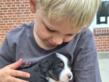 Miniature american shepherd · Roslev · Anne Lene Lindberg Bundgaard