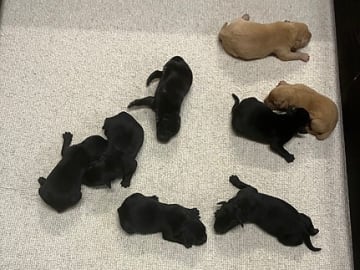 Labrador retriever · Esbjerg V · Niels Kristian Lindeborg Johansen