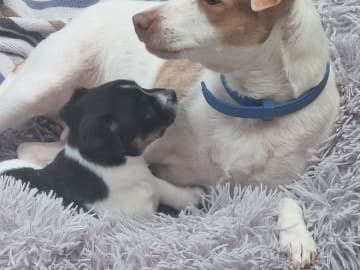 Dansk-svensk gårdshund · Karlstad · Pepparkakshusets kennel