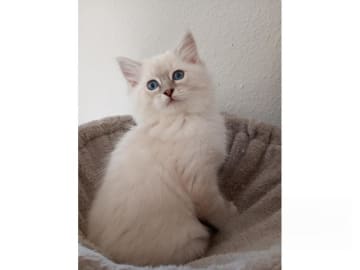 Ragdoll · Strömsnäsbruk · SE*Borgabyns