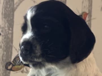Cocker spaniel · Hallstavik · Passion Spaniels