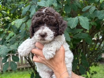 Lagotto romagnolo · Rånäs · Lord Nelson’s kennel