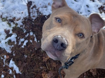 Pitbull/bully · Hisings Backa · Gabriella B.