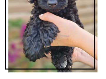 Double Doodle · Borås · Smith Labradoodles
