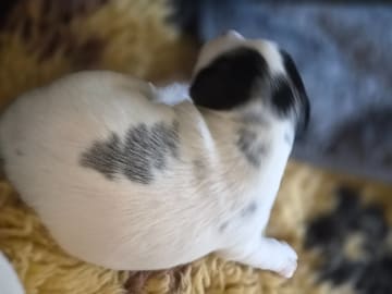 Parson russell terrier · Ljungsbro · Tinchens