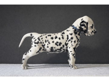 Dalmatiner · Frekhaug · Kennel Shospot