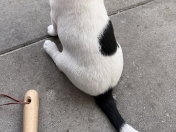 Jack russell terrier · åstorp · Dzenita R.