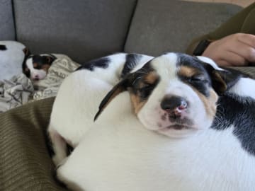 Halden Hound (Haldenstøver) · Tangen · Lykkelosberget
