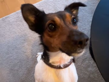 Jack russell terrier · Lysøysundet · Karin O.