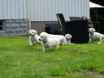 Golden retriever · Svenshögen · Dream Max