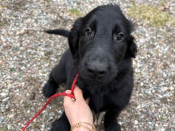 Flat coated retriever · Stockholm · Cacis Junior