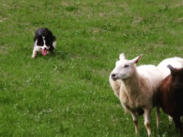 Border collie · Sokna · Stine Färber