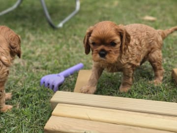 Cavalier king charles spaniel · Tenhult · Maria