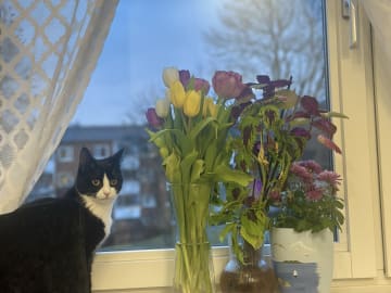 Exotic Shorthair · Karlstad · Aydeh N.