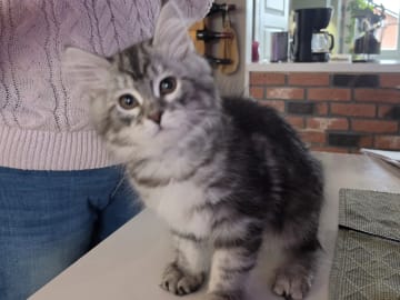 SE*Gislövs Sibiriska katter