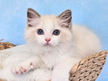Ragdoll · Asmundtorp · SE*Cats of Kruger