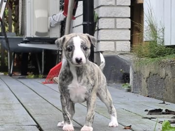 Whippet · Hafslundsøy · Arnulf Ingolf Eliseussen