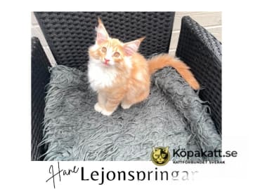 Norwegian Forest · Bodafors · Linda Sandahl