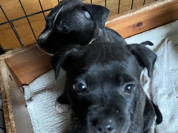 Staffordshire Bull Terrier · Höör · Thorondor