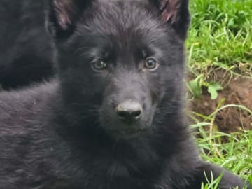 Tysk Schäferhund · Vallåkra · Incidents