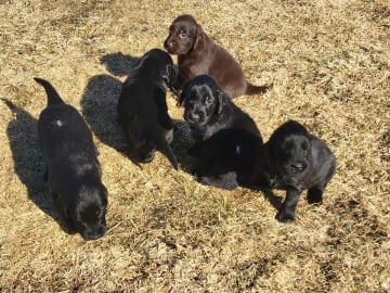 Flatcoated retriever · Piteå · Flatham's