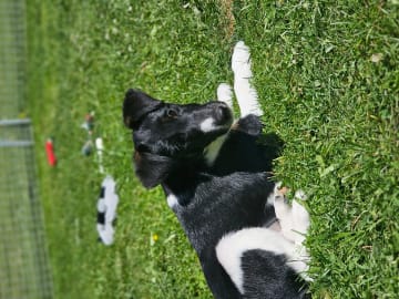 Släthårig foxterrier · Maura · Hilde Rognstad