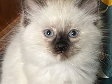 Ragdoll · Hässleholm · Jeanette S.