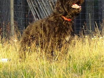 Bernerdoodle · Överkalix · Snabelsnutens Hus