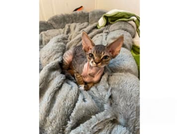 Devon Rex · Husum · S*Bonnea’s