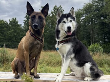 Husky Malinois · Ulricehamn · Husky Malinois
