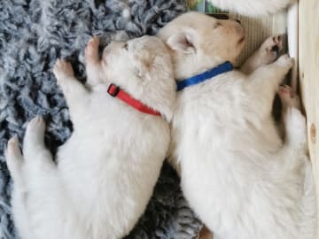 Samojedhund · Älvsjö · Annika Granlund