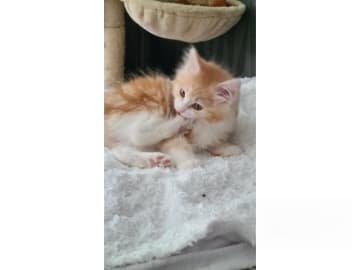 Kurilean Bobtail Longhair · Borås · SE*Björketorp