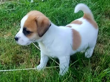 Jack russell terrier · Vormsund · Gun Synøve Wulff